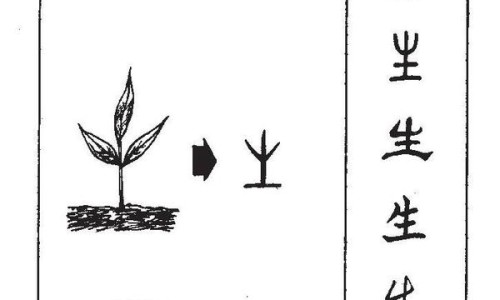 紫乌图片大全-紫乌的功效与作用网- 紫乌的功效和作用知识,分享紫乌的做法