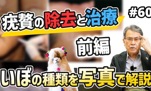 紫乌的功效与作用图片-紫乌的功效与作用网- 紫乌的功效和作用知识,分享紫乌的做法